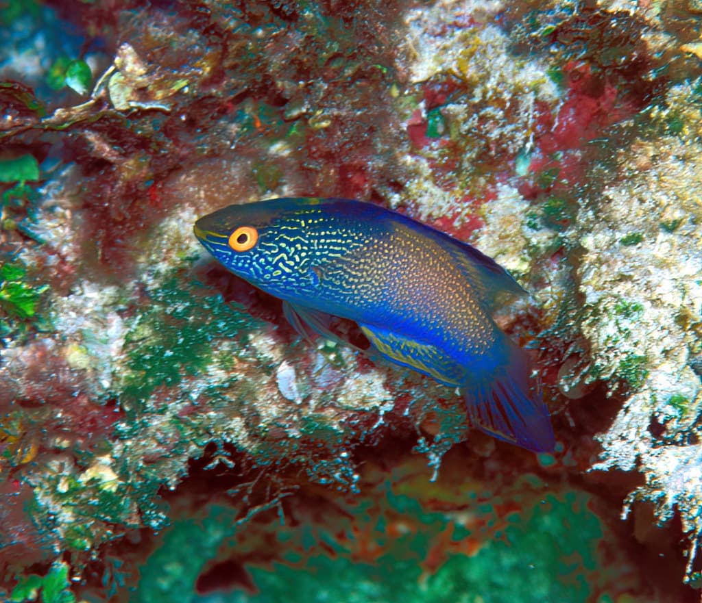 Rhomboid Fairy Wrasse in a marine aquarium