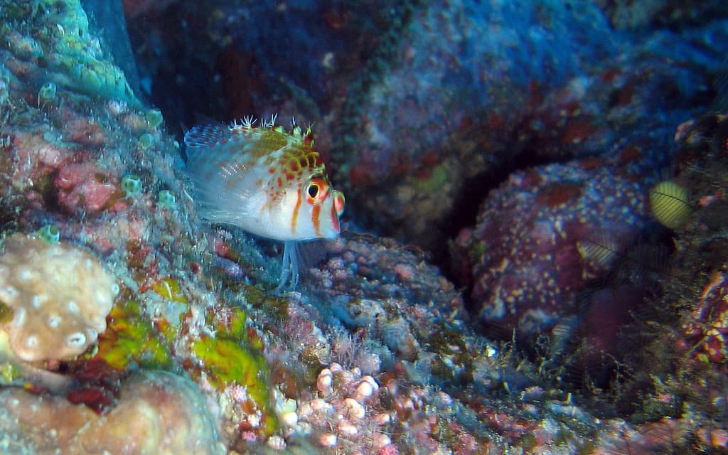 Falco Hawkfish in a marine aquarium