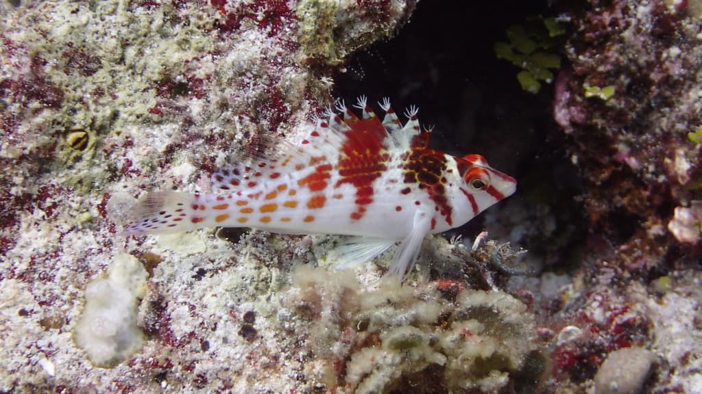 Falco Hawkfish in a marine aquarium