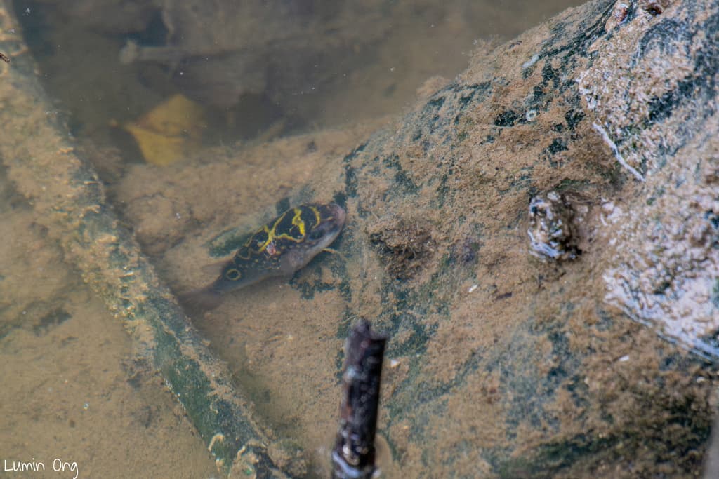 Figure Eight Puffer in a marine aquarium