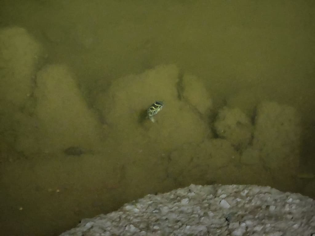 Figure Eight Puffer in a marine aquarium