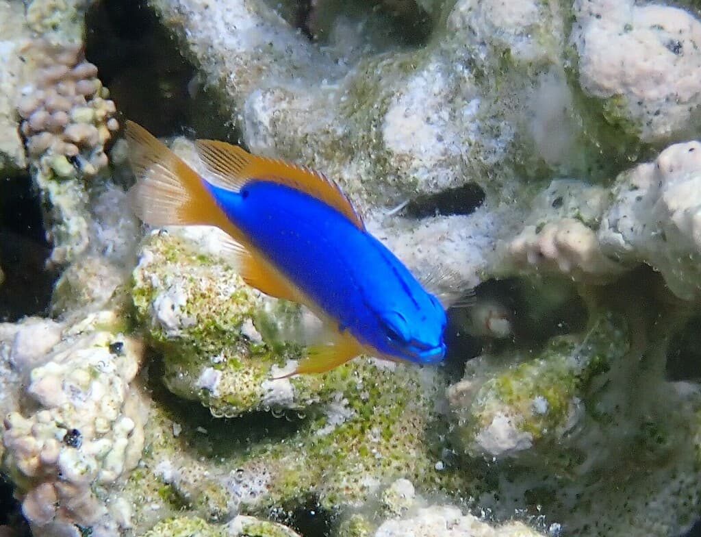 Fiji Blue Devil Damselfish in a marine aquarium