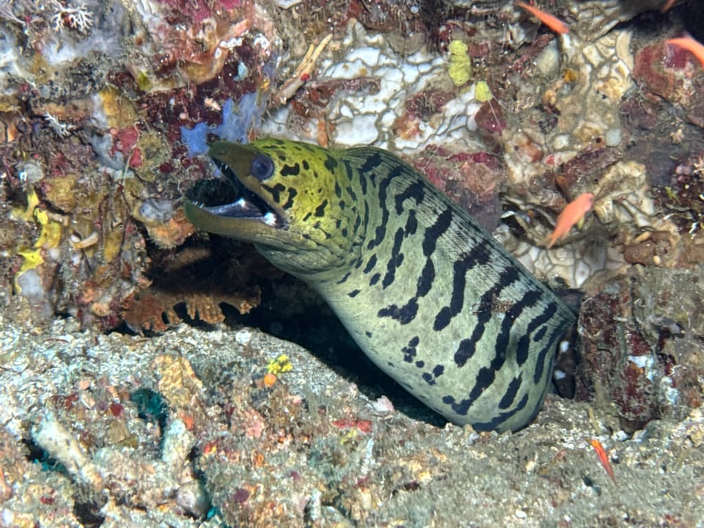 Fimbriated Moray in a marine aquarium