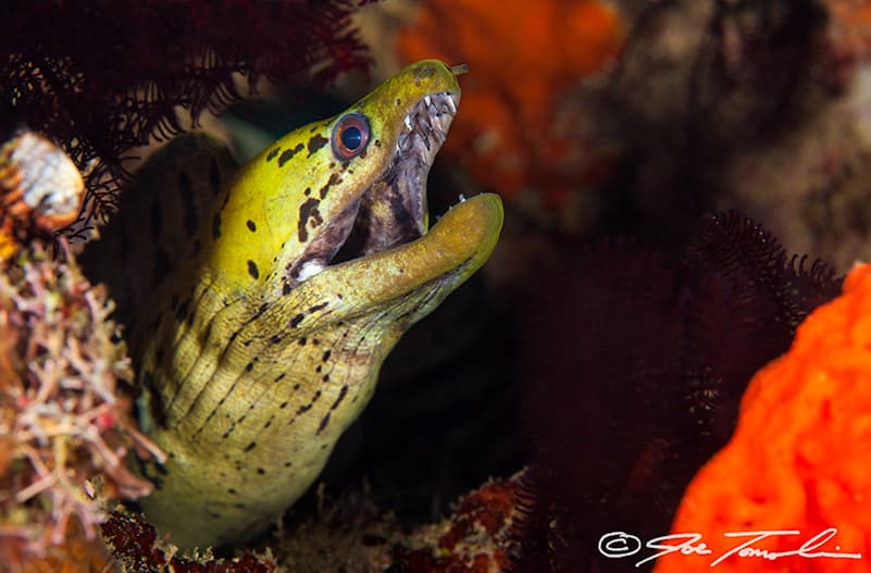Fimbriated Moray in a marine aquarium