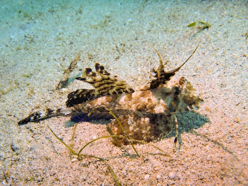 Fingered Dragonet in a marine aquarium