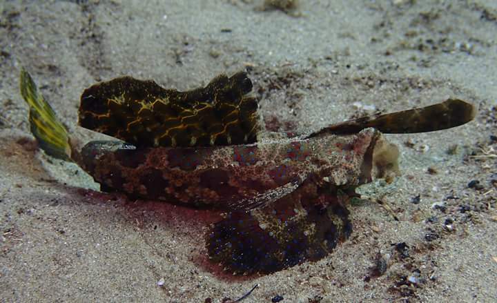 Fingered Dragonet in a marine aquarium
