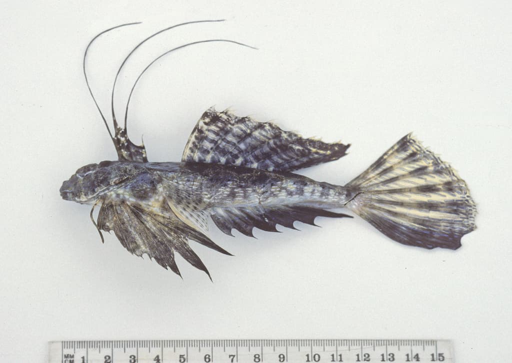 Fingered Dragonet in a marine aquarium