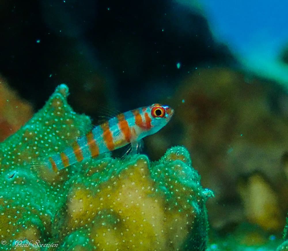 Firecracker Goby in a marine aquarium