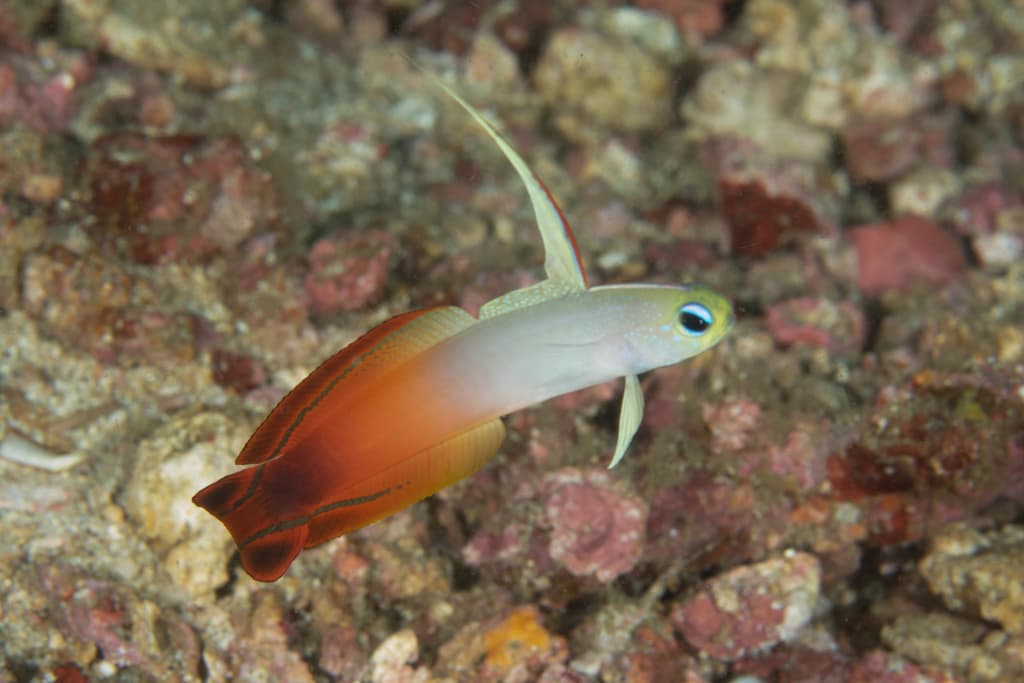Firefish Goby in a marine aquarium