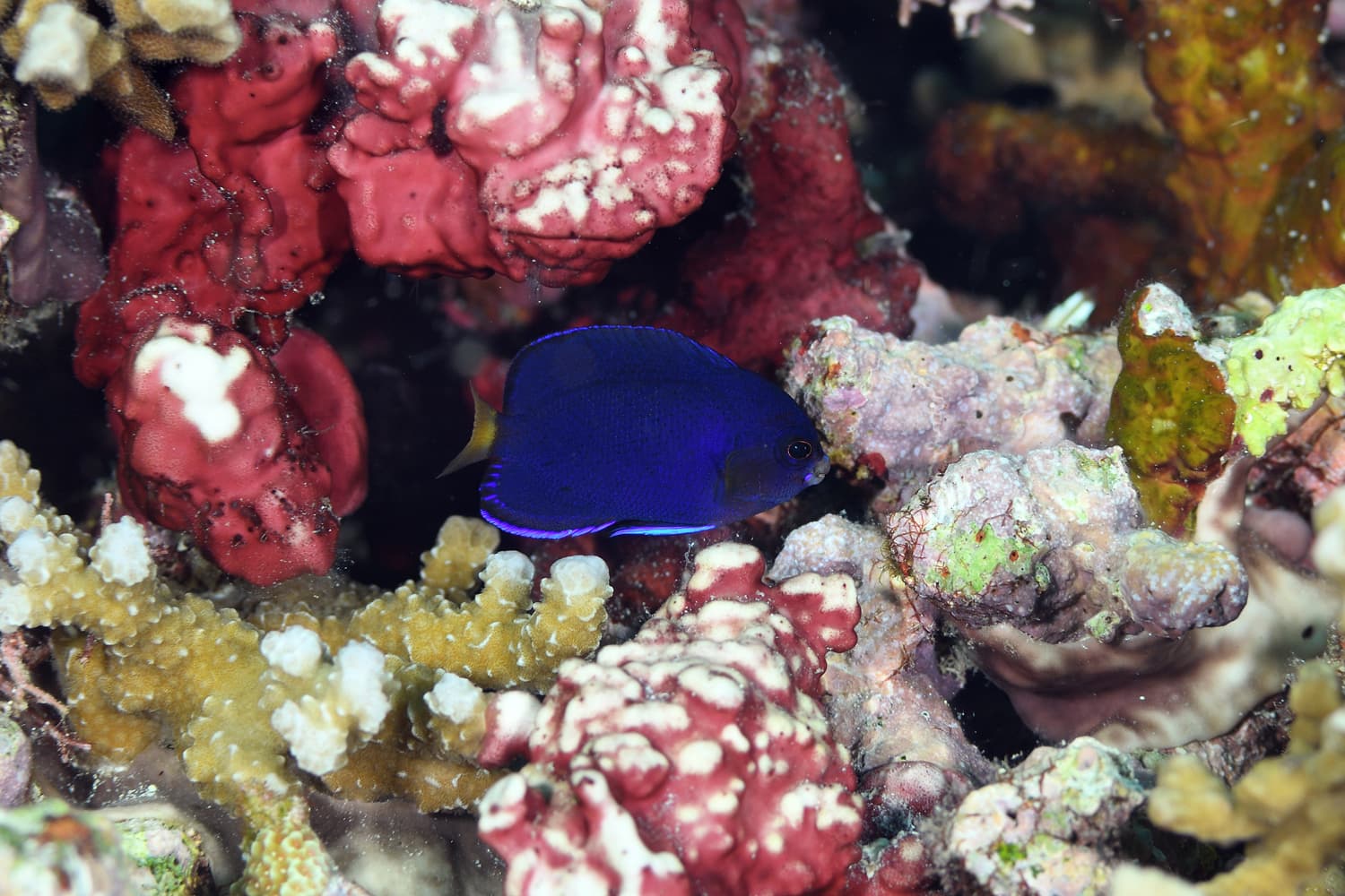 Fisher's Angelfish in a marine aquarium