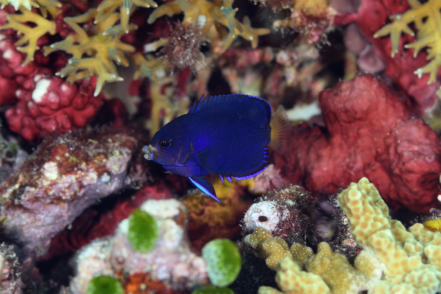 Fisher's Angelfish in a marine aquarium