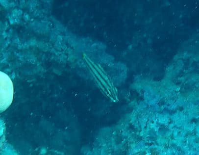 Five Lined Cardinalfish in a marine aquarium