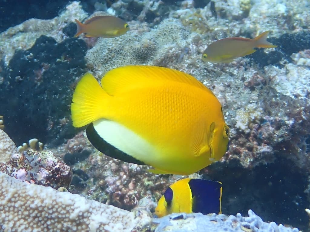 Flagfin Angelfish in a marine aquarium