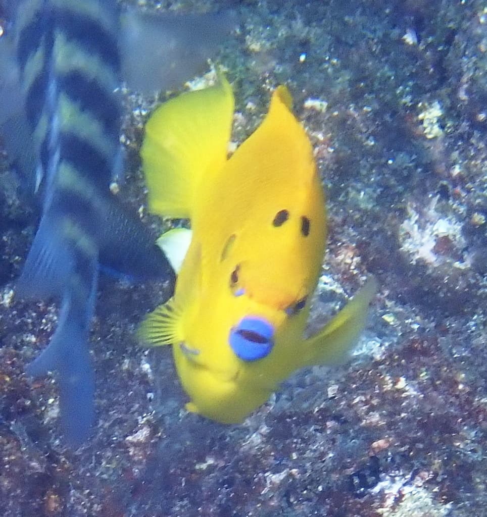 Flagfin Angelfish in a marine aquarium