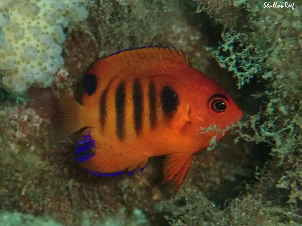 Flame Angelfish profile