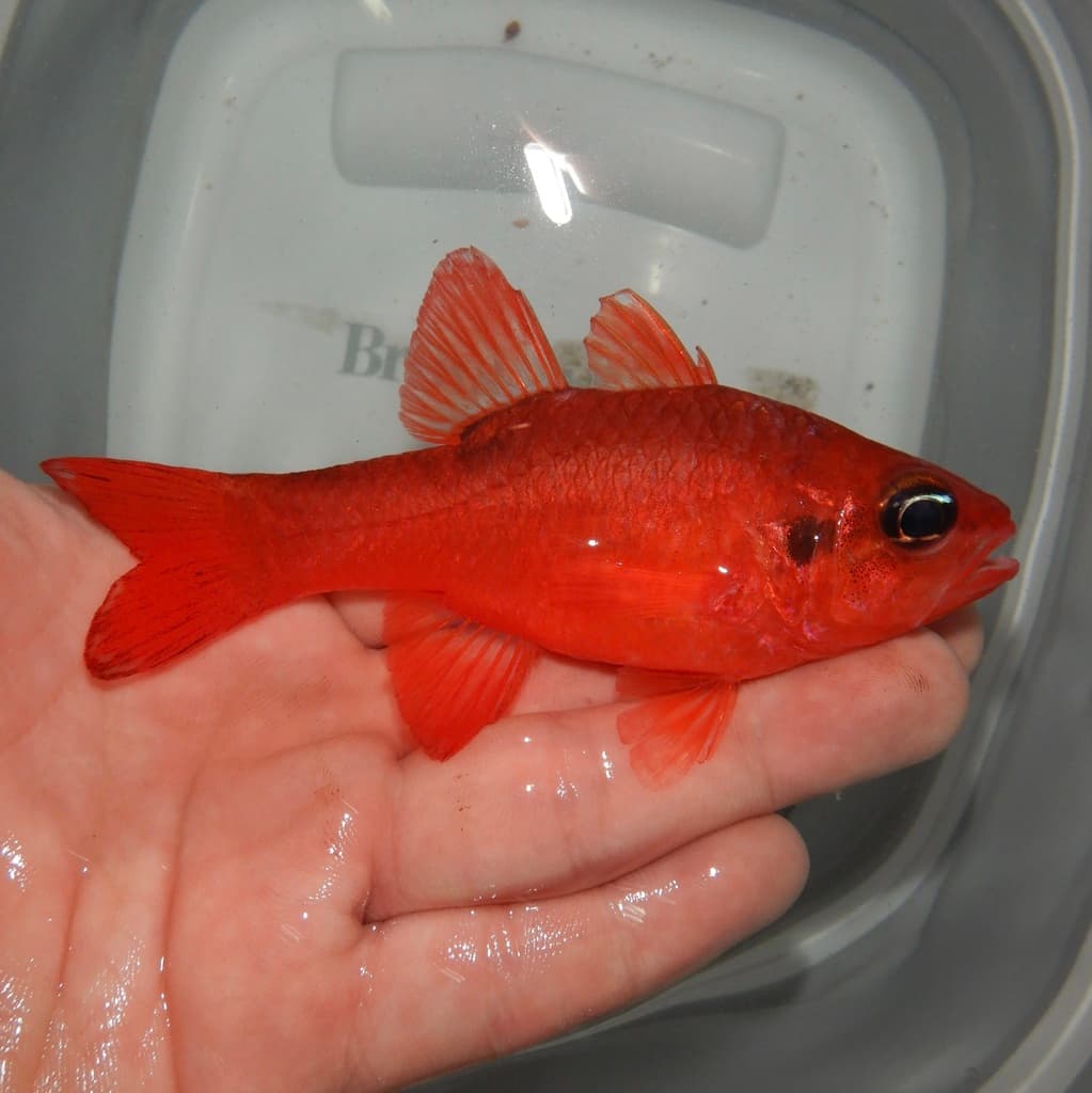 Flamefish hovering near reef structure in its natural Caribbean habitat