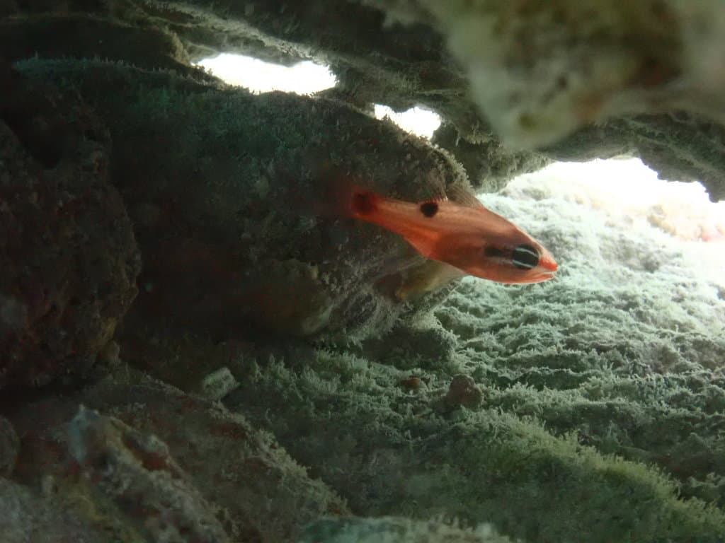 Flame Cardinalfish showing characteristic translucent ruby coloration