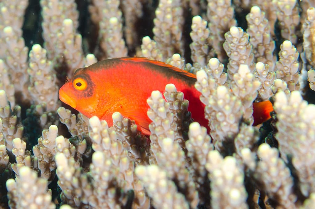 Flame Hawkfish perching on coral