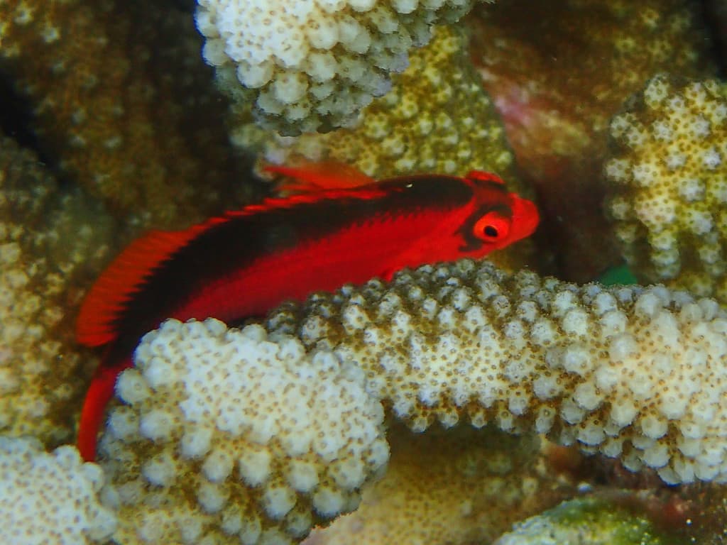 Flame Hawkfish displaying vivid red
