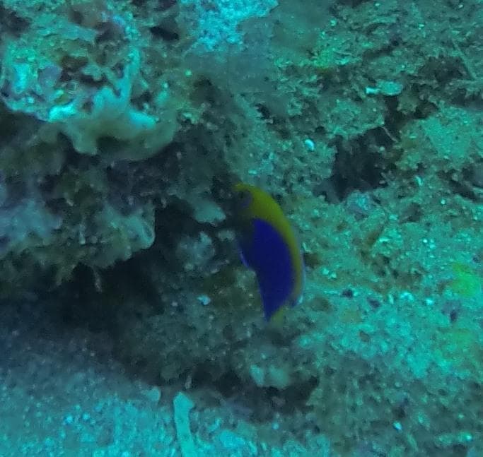 Flameback Angelfish in a marine aquarium