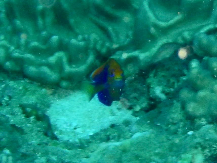 Flameback Angelfish in a marine aquarium