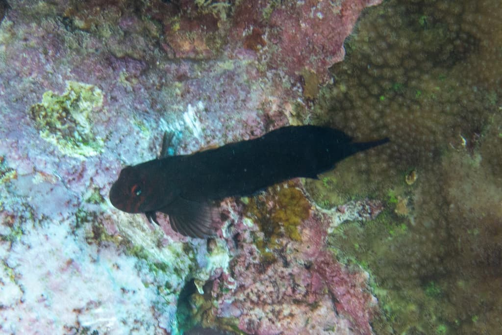 Flaming Blenny in a marine aquarium