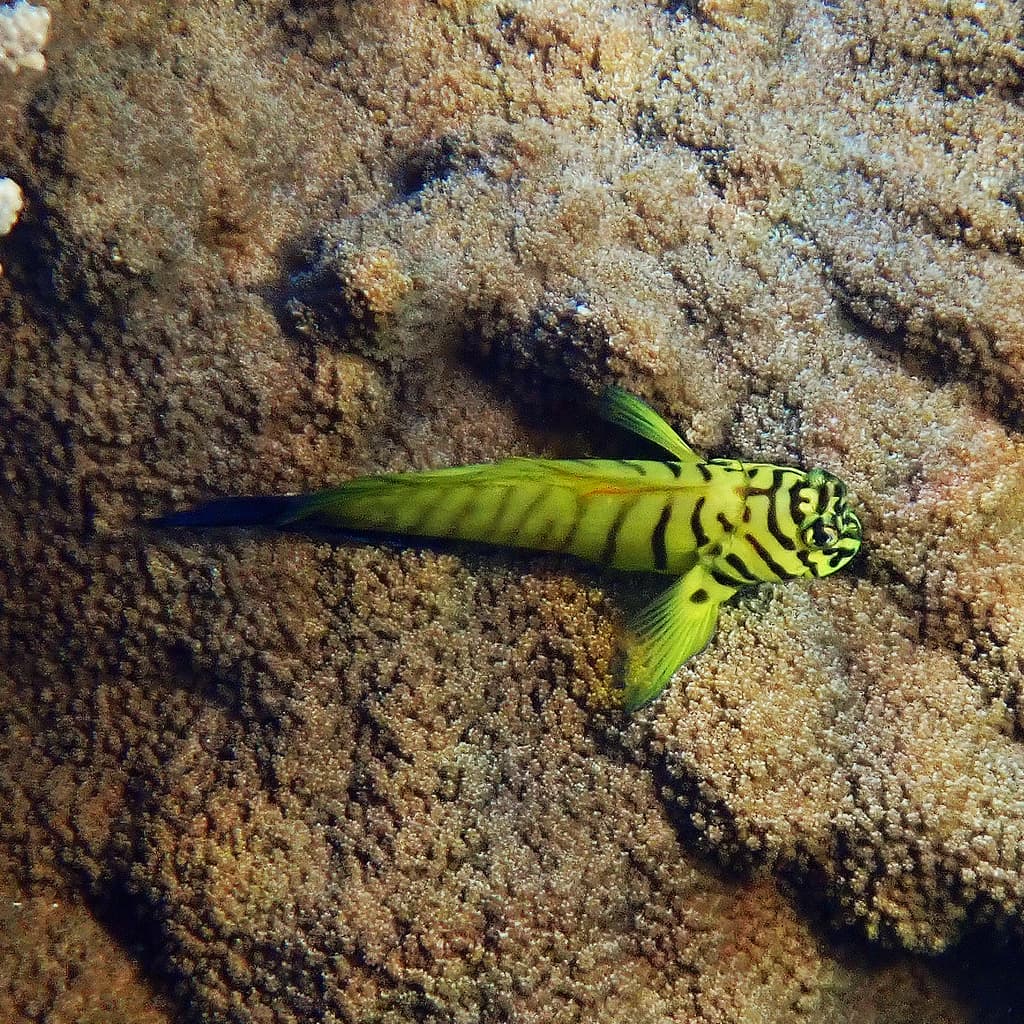 Flaming Blenny in a marine aquarium