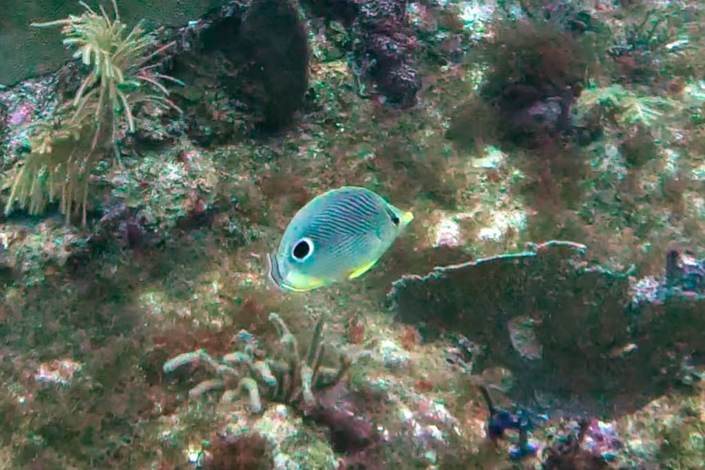 Four-Eye Butterflyfish in a marine aquarium