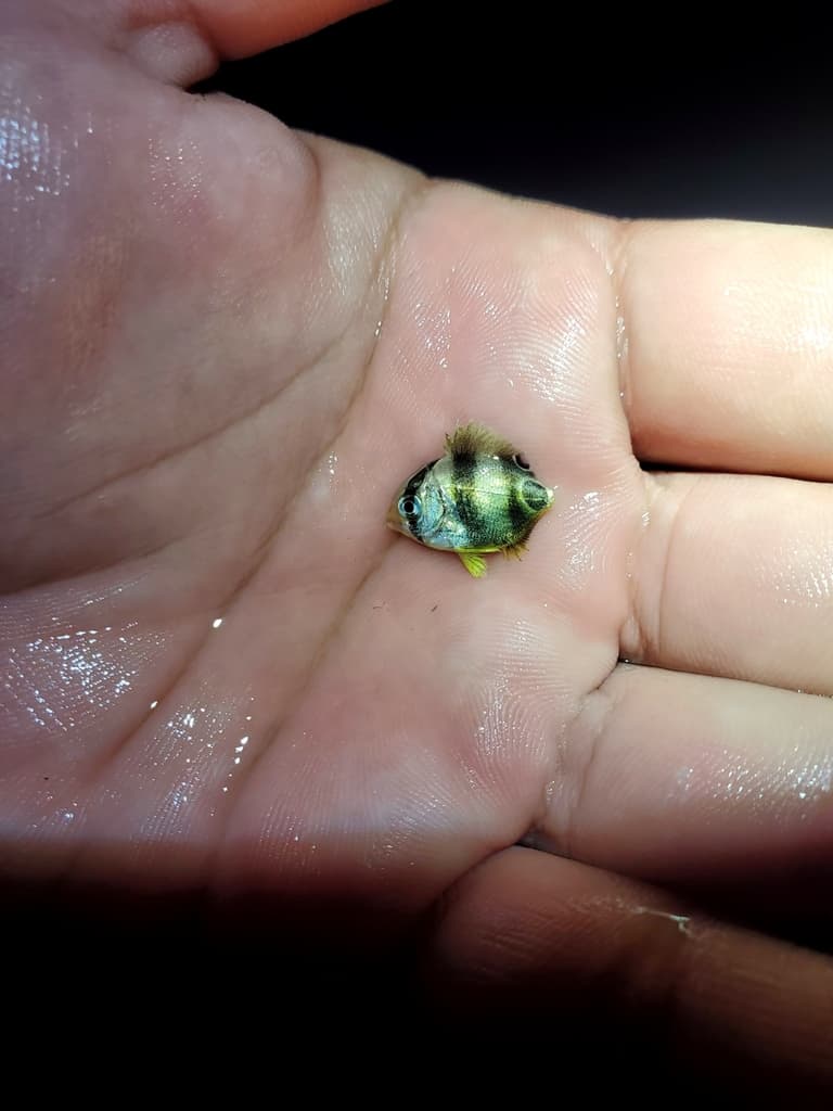 Four-Eye Butterflyfish in a marine aquarium