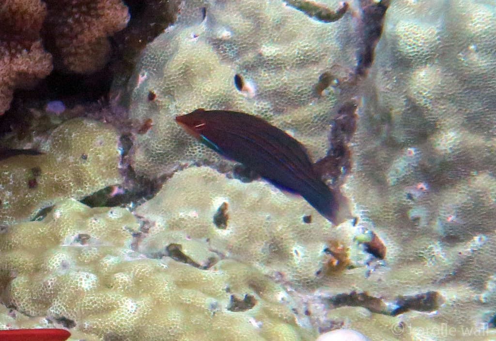 Four-Line Wrasse in a marine aquarium