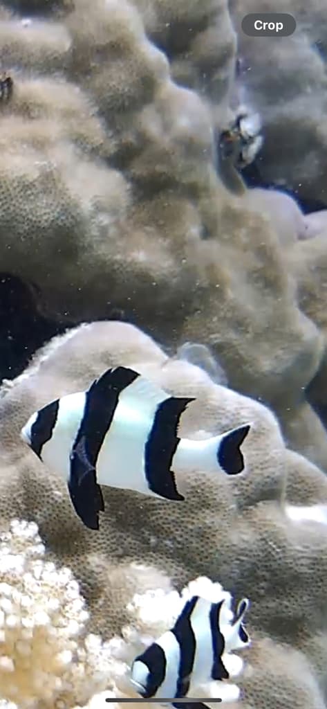 Four Stripe Damsel in a marine aquarium