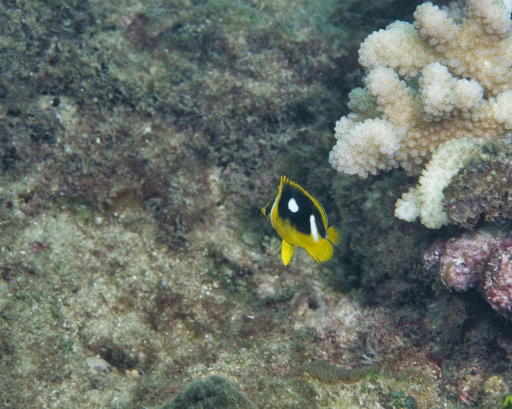 Fourspot Butterflyfish in a marine aquarium