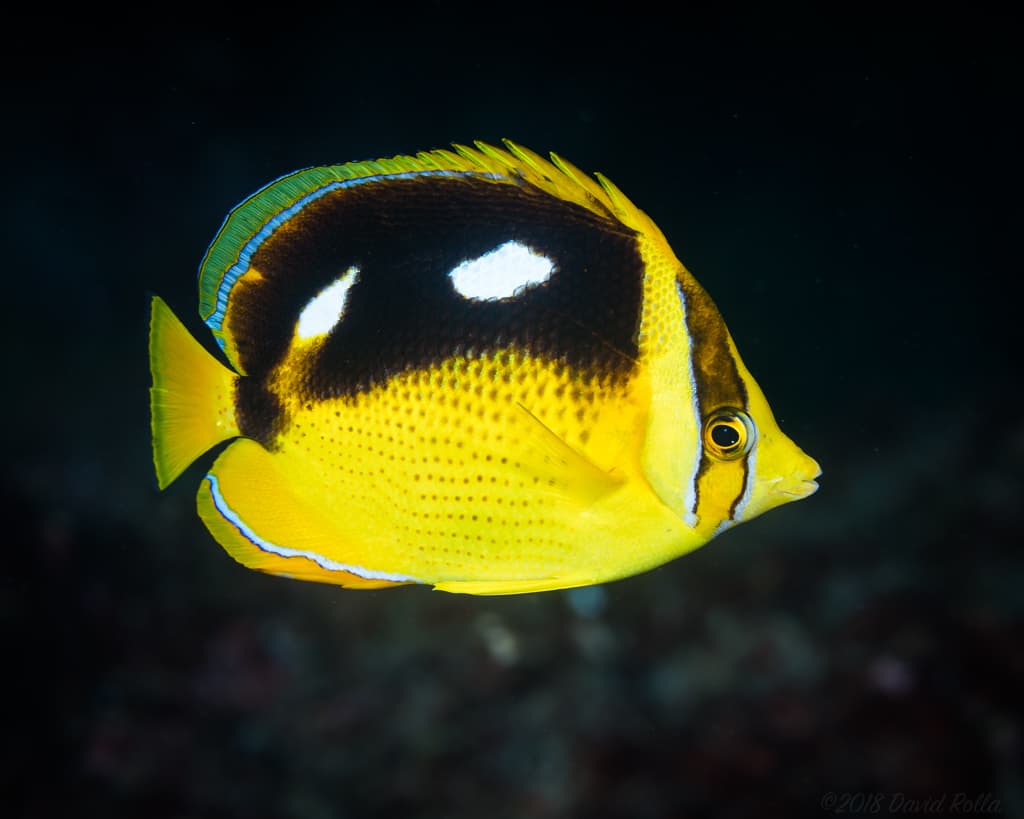 Fourspot Butterflyfish in a marine aquarium