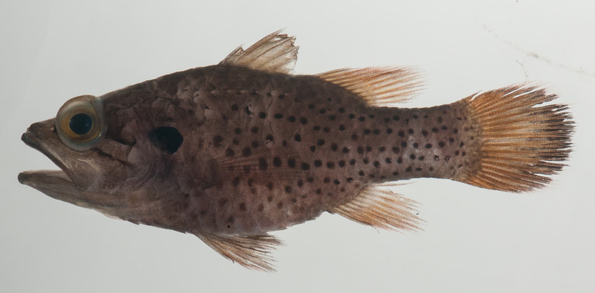 Fowleria Cardinalfish in a marine aquarium