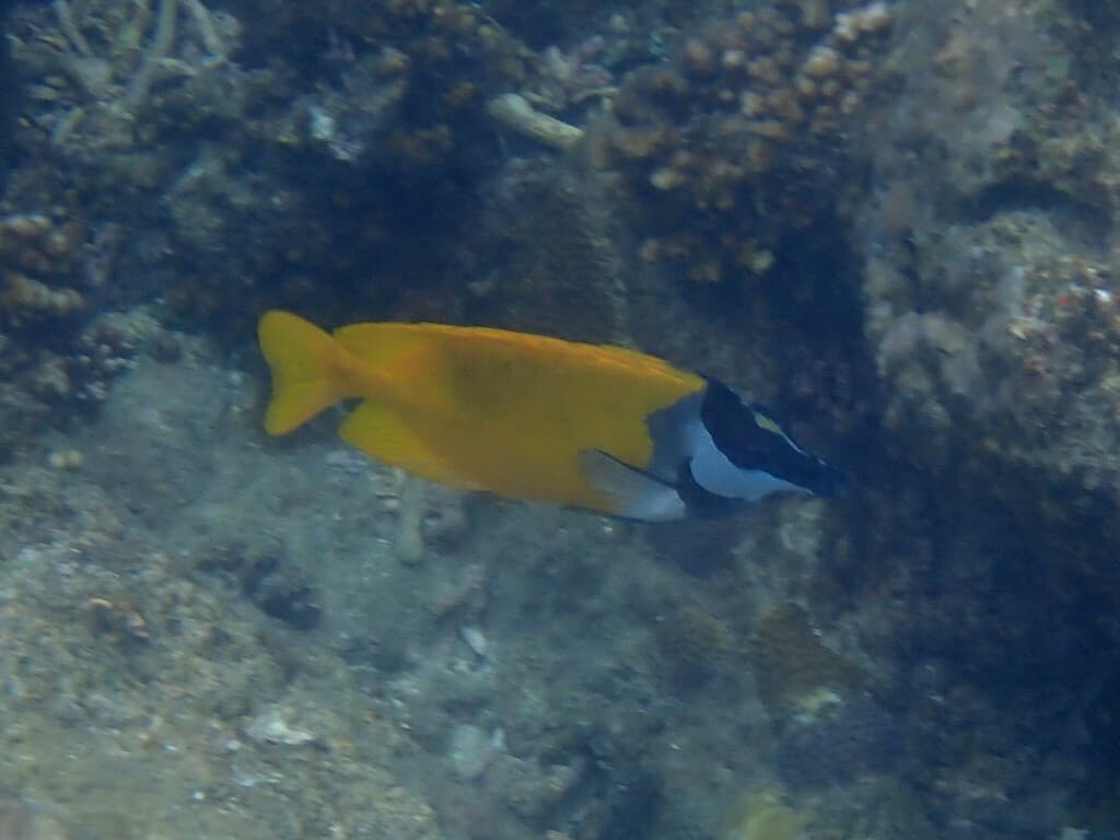 Foxface Rabbitfish displaying yellow and white