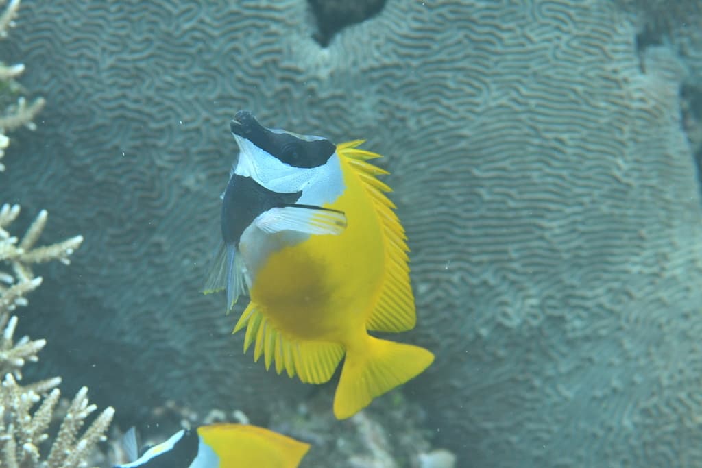 Foxface Rabbitfish profile view