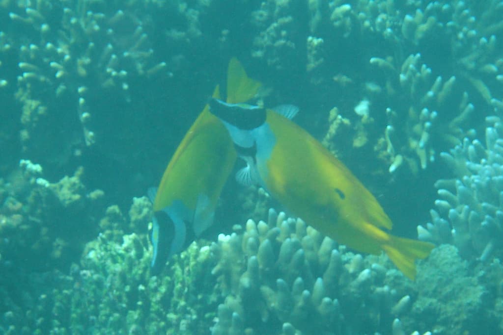 Foxfaces & Rabbitfish