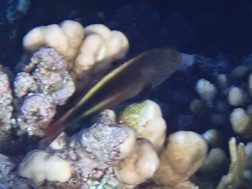 Freckled Hawkfish in a marine aquarium