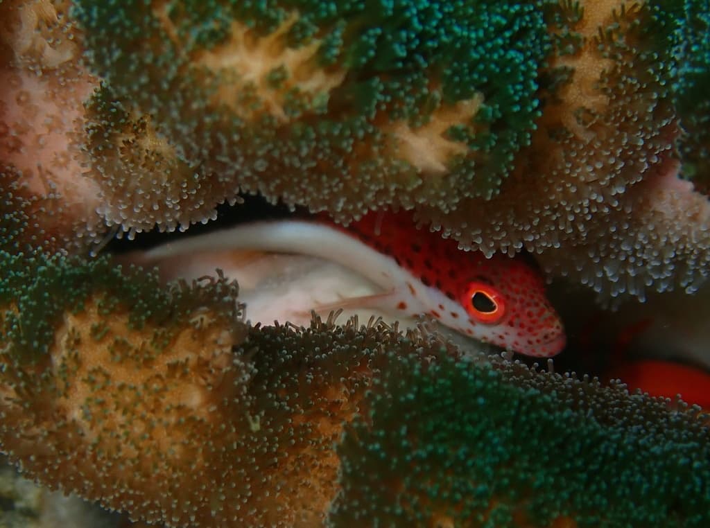 Freckled Hawkfish in a marine aquarium