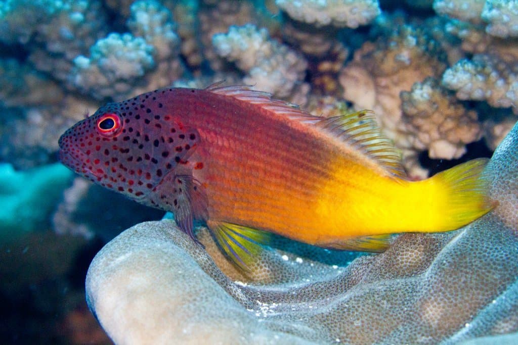 Freckled Hawkfish in a marine aquarium