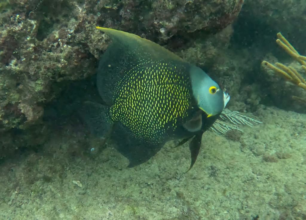Juvenile French Angelfish displaying black body with bright yellow vertical bars
