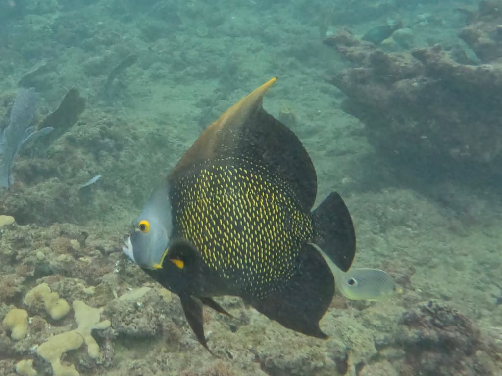 French Angelfish pair swimming over a coral reef