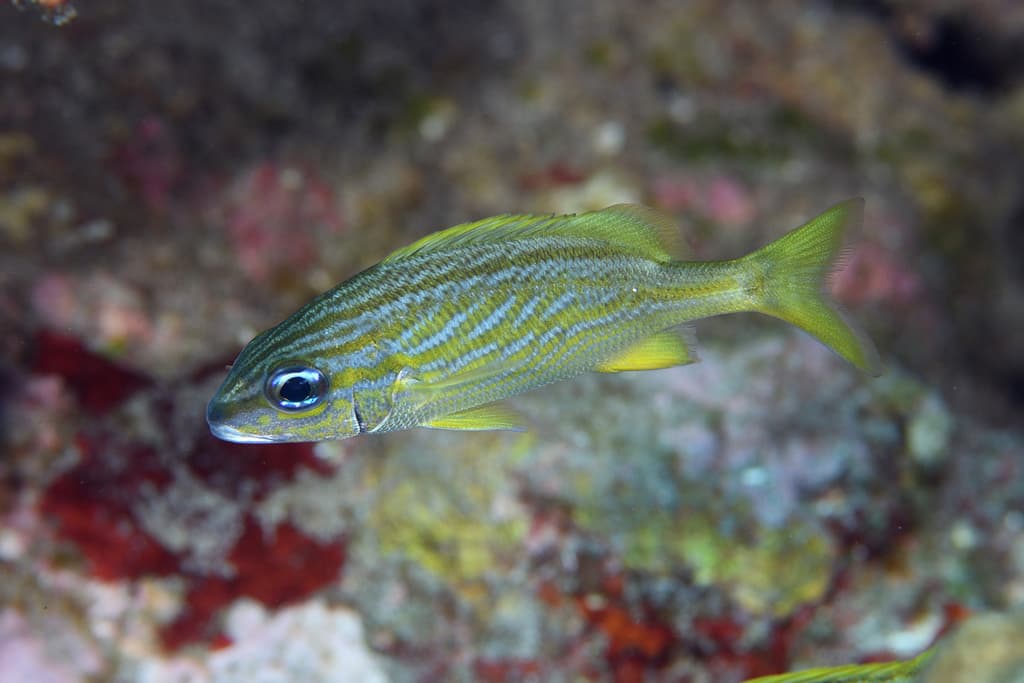 French Grunt in a marine aquarium