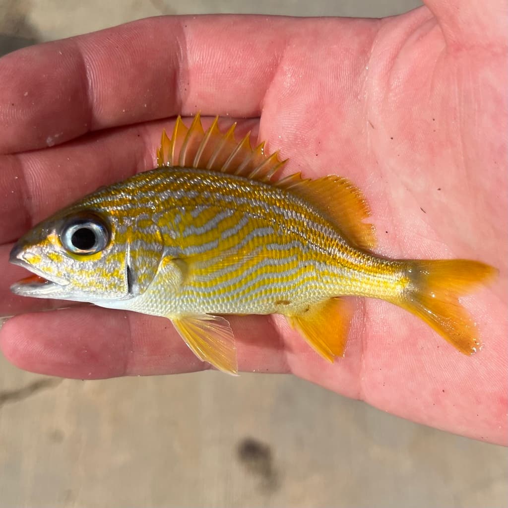 French Grunt in a marine aquarium