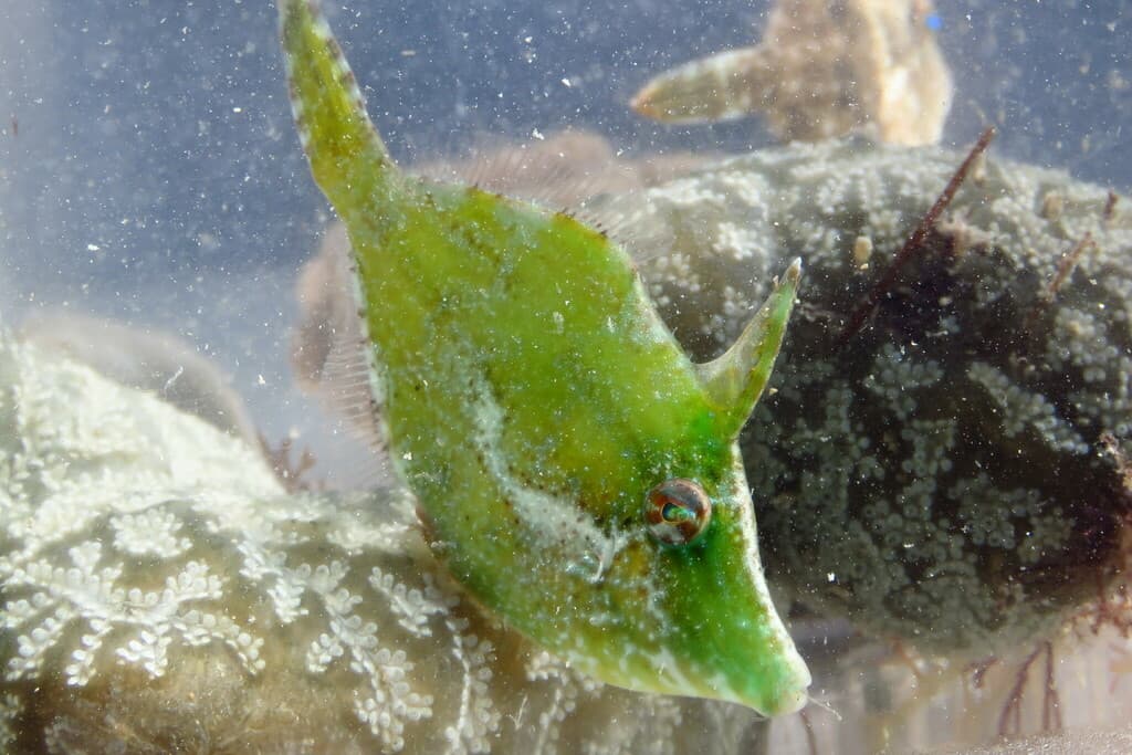Fringed Filefish in a marine aquarium