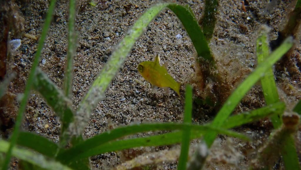 Frostfin Cardinalfish in a marine aquarium