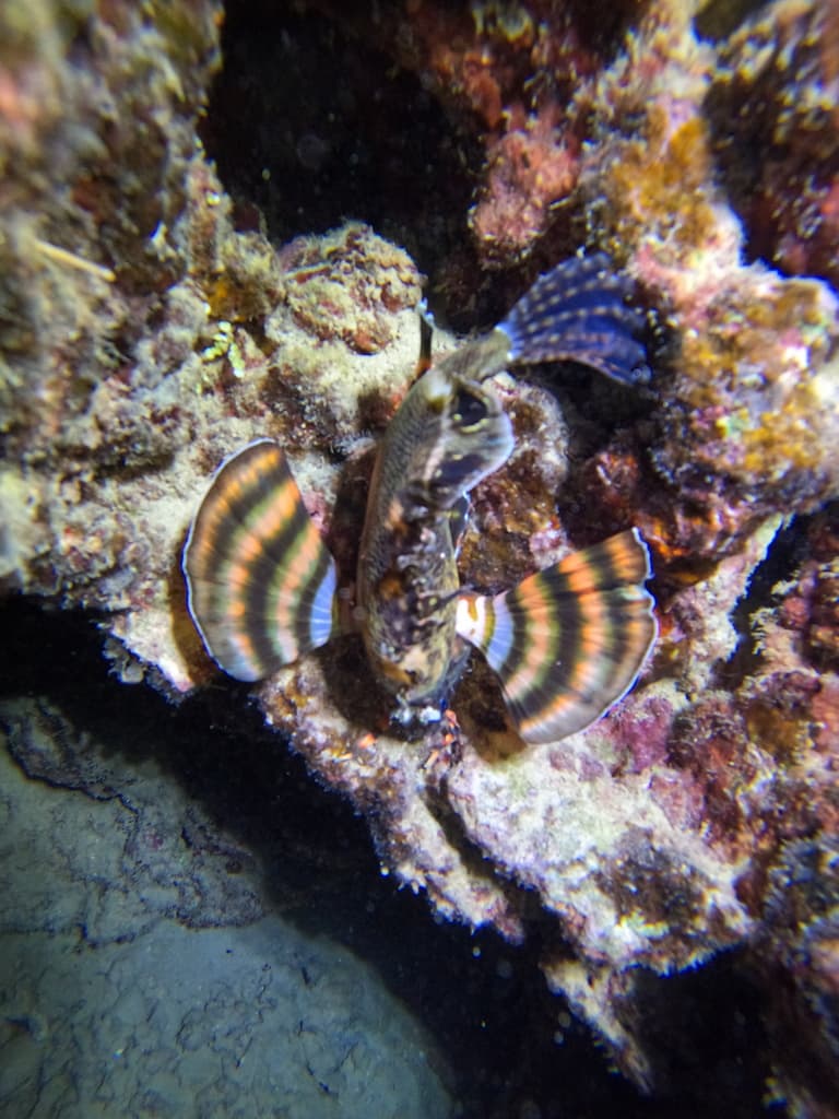 Fu Manchu Lionfish in a marine aquarium