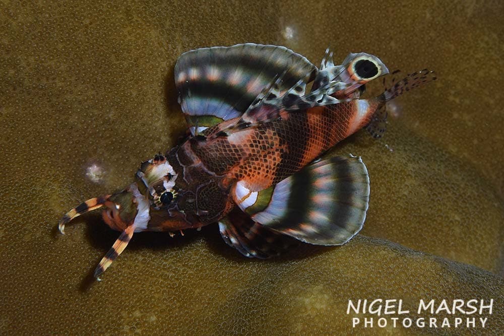 Fu Manchu Lionfish in a marine aquarium