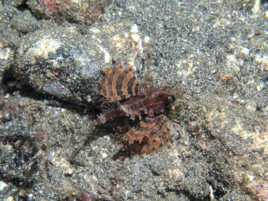 Fuzzy Dwarf Lionfish in a marine aquarium