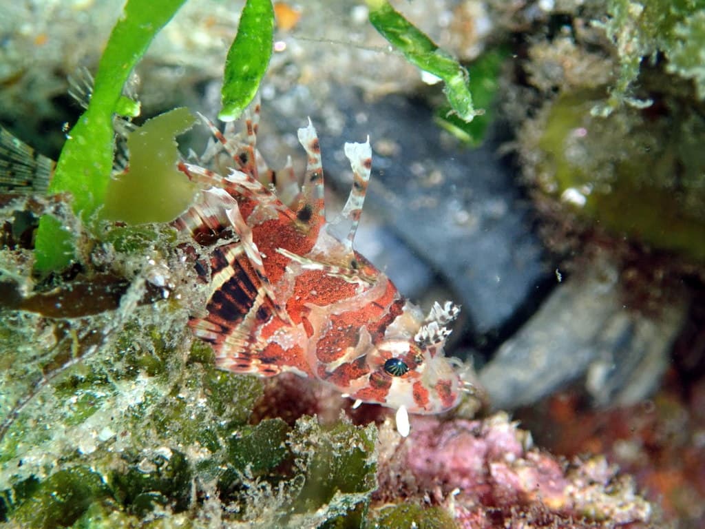 Fuzzy Dwarf Lionfish in a marine aquarium